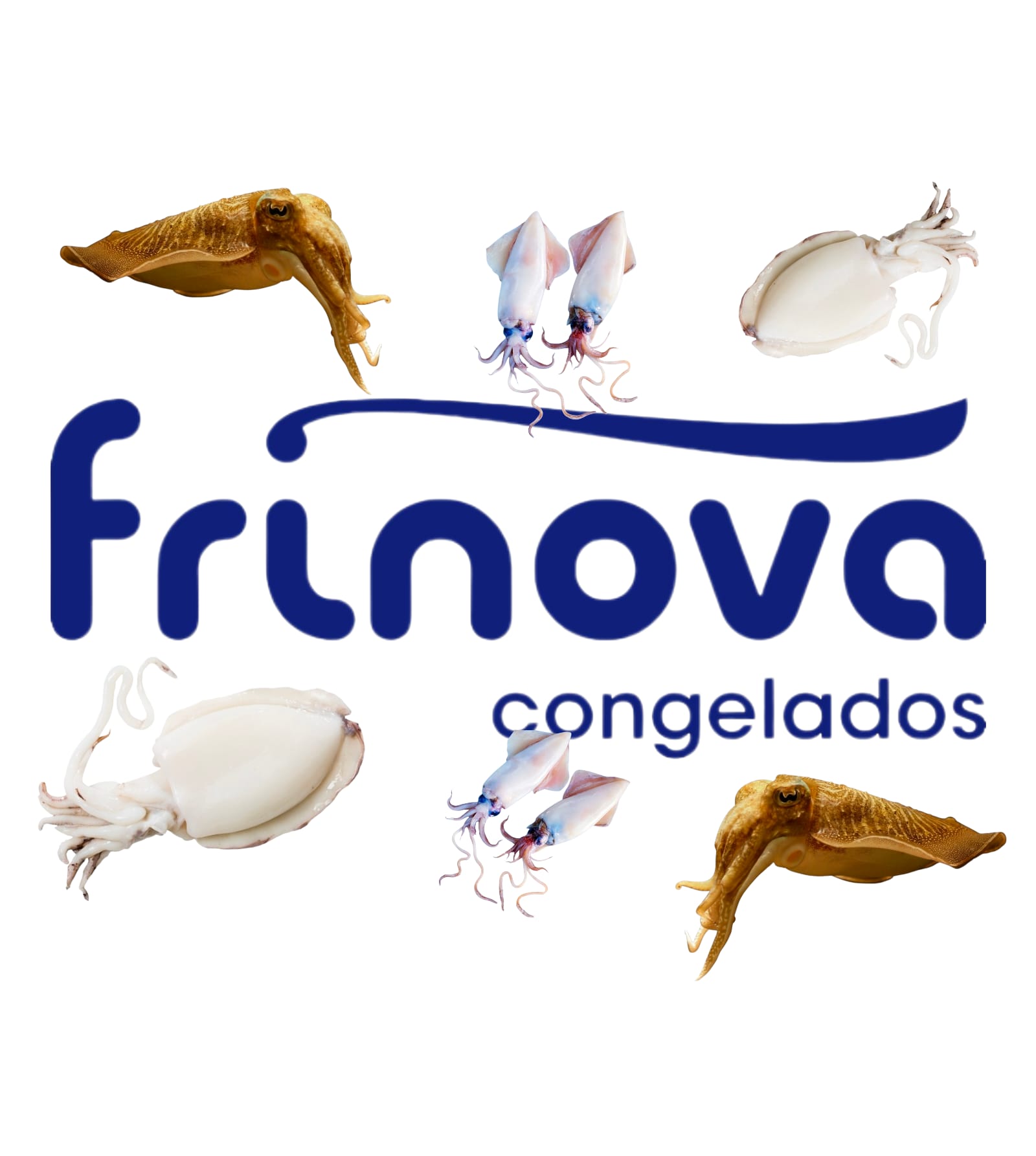 CEFALOPODOS